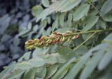 Amorpha fruticosa. Соплодие и листья. Москва, Аптекарский огород, в культуре. 03.09.2021.