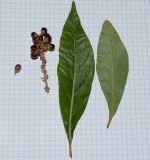 Citharexylum spinosum