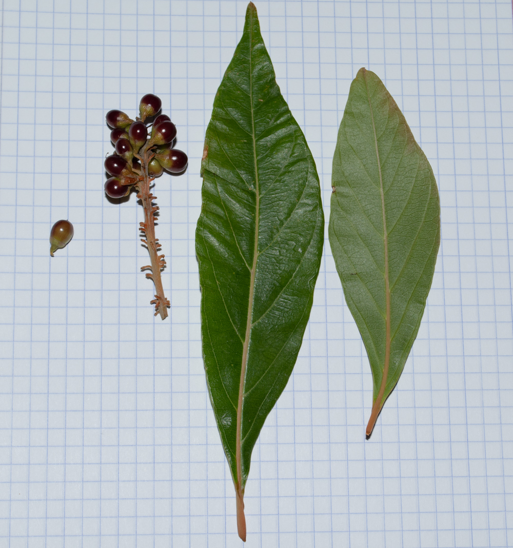 Изображение особи Citharexylum spinosum.
