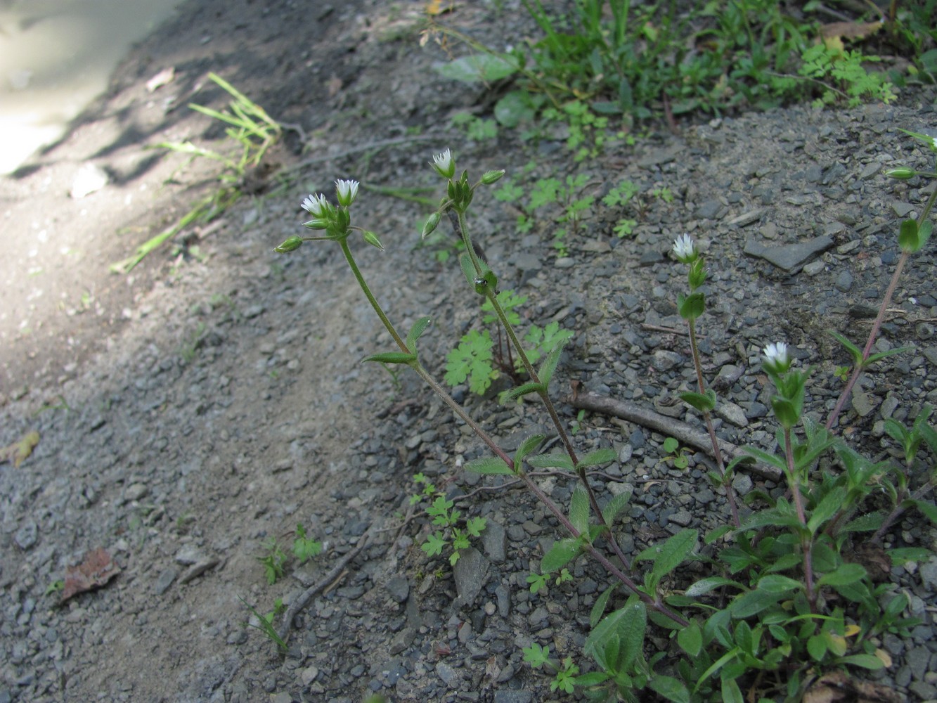 Image of Cerastium holosteoides specimen.