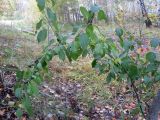 Rhamnus cathartica. Плодоносящее растение. Новосибирская обл., Карасукский р-н, окр. с. Благодатное, колок. 01.10.2021.