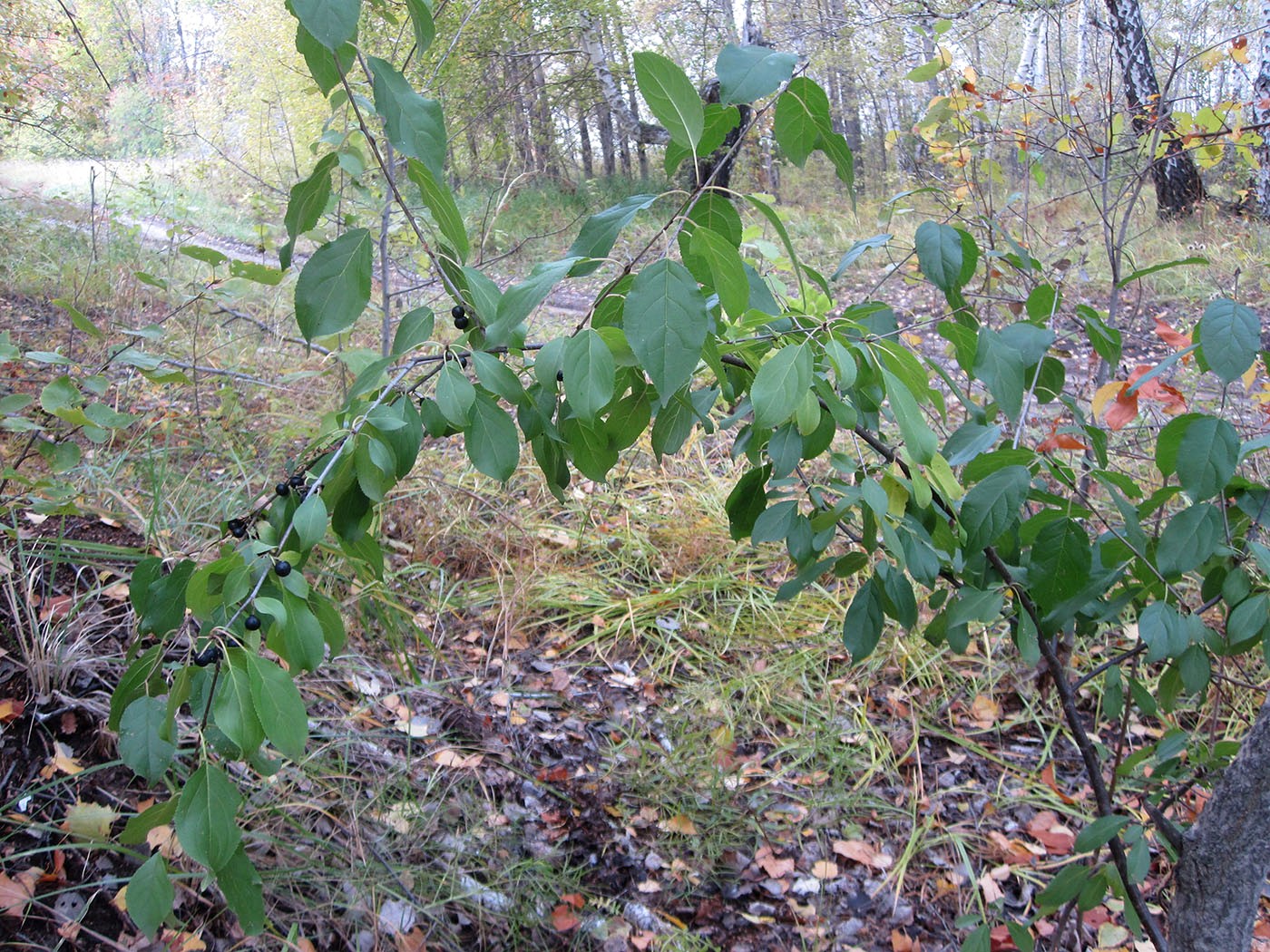 Image of Rhamnus cathartica specimen.