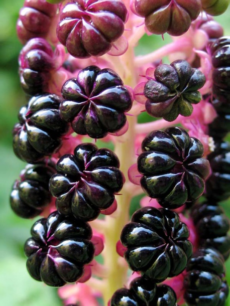 Image of Phytolacca acinosa specimen.