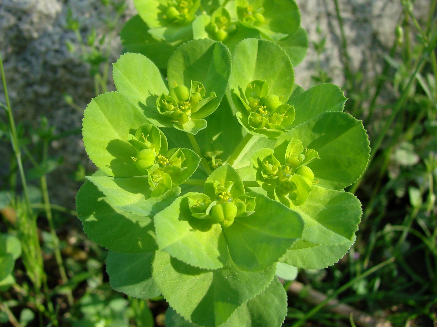 Image of Euphorbia helioscopia specimen.