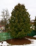 Thuja occidentalis. Взрослое дерево. Калужская обл., г. Малоярославец, сквер им. 1812 года, в культуре. 26.03.2022.