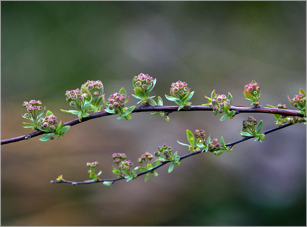 Image of Spiraea &times; cinerea specimen.