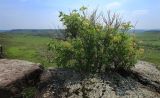 Sambucus williamsii. Цветущее растение на скале. Приморский край, Уссурийский ГО, окр. с. Николо-Львовское. 24.05.2022.