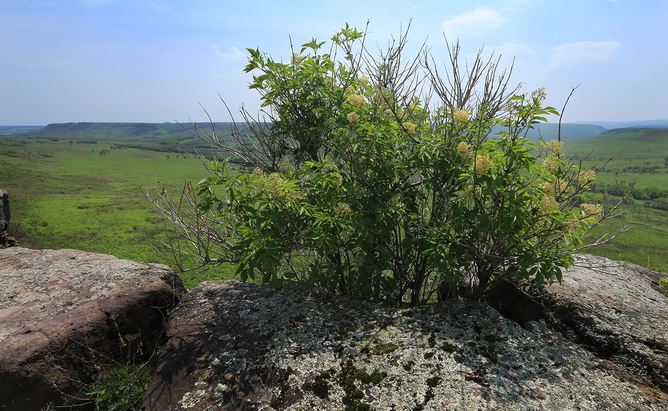 Image of Sambucus williamsii specimen.