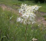 Filipendula vulgaris