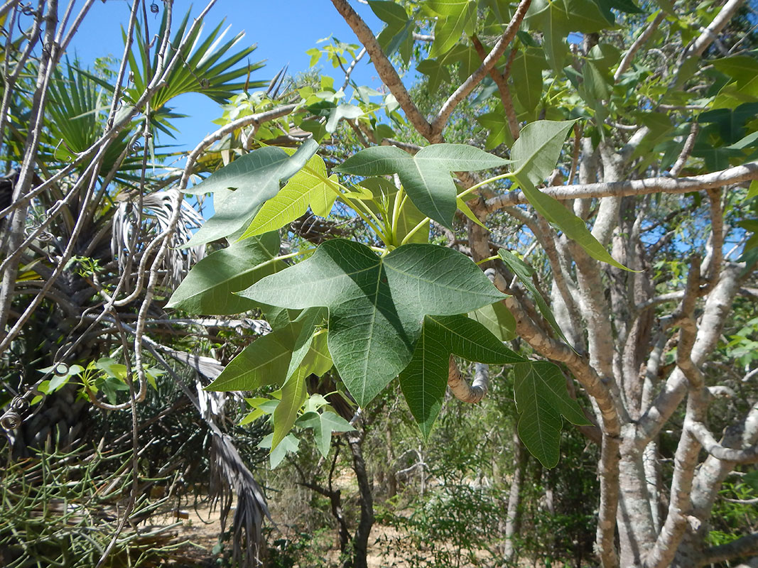 Изображение особи семейство Malvaceae.