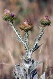 Onopordum acanthium. Верхушка расцветающего растения. Южный Казахстан, нижний Боролдай, 2 км выше пос. Коктюбе. 23.06.2010.