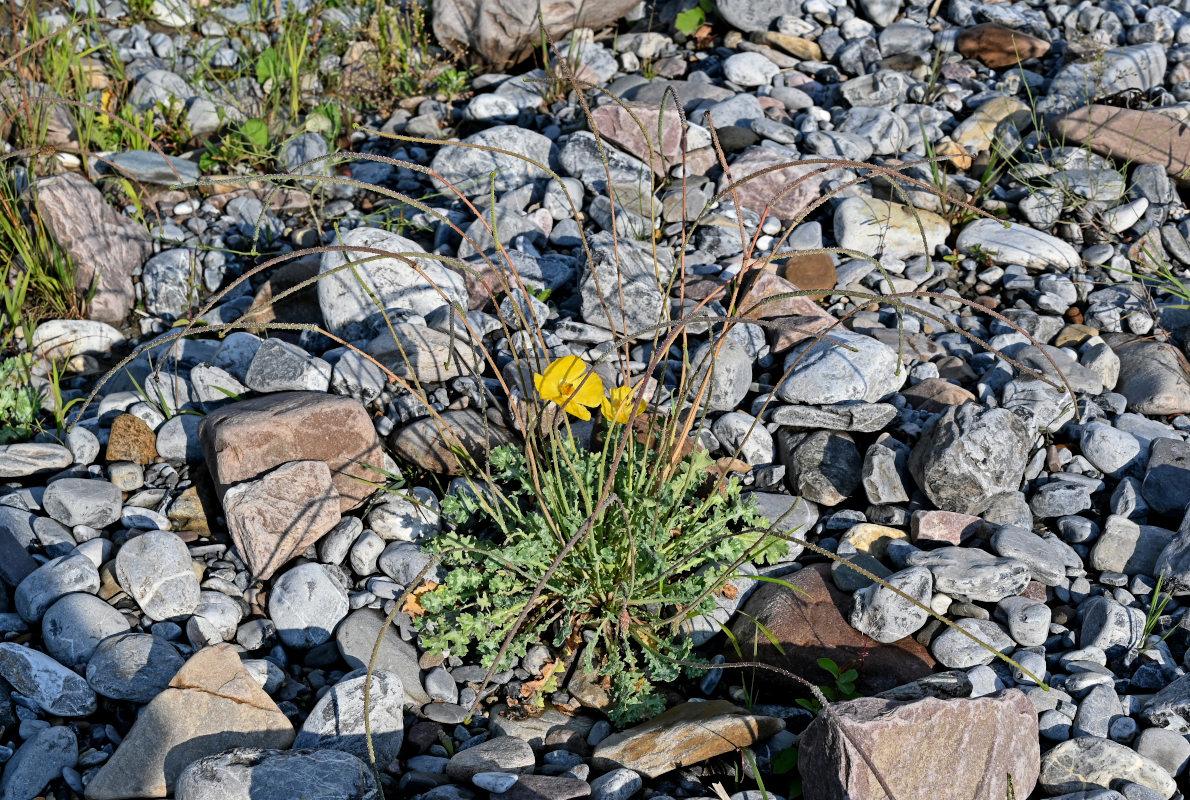 Изображение особи Glaucium squamigerum.