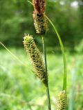 Carex acutiformis