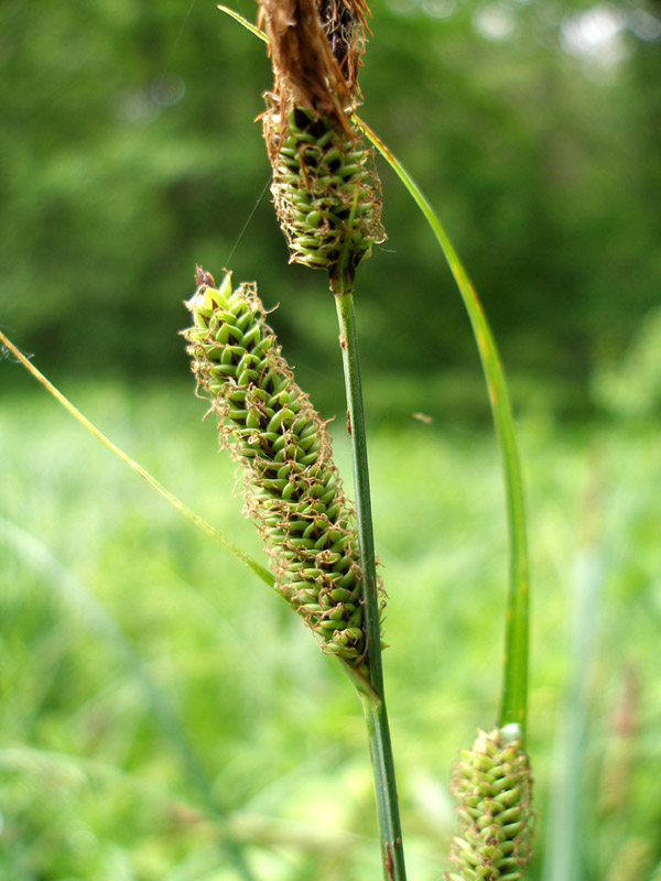 Изображение особи Carex acutiformis.