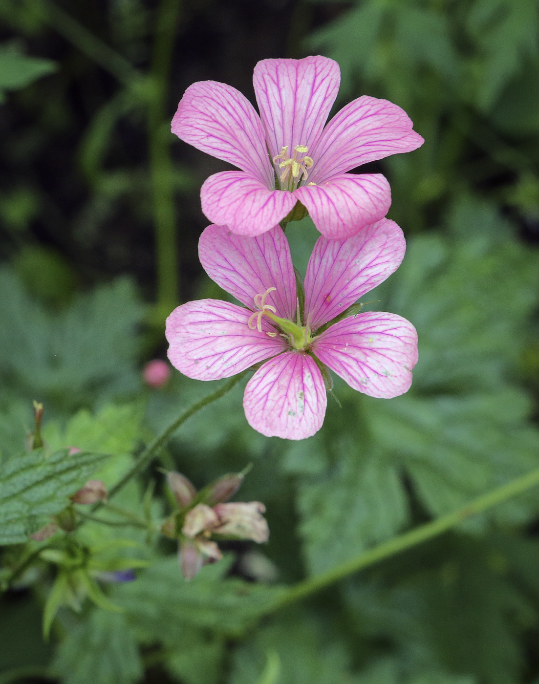 Изображение особи Geranium gracile.