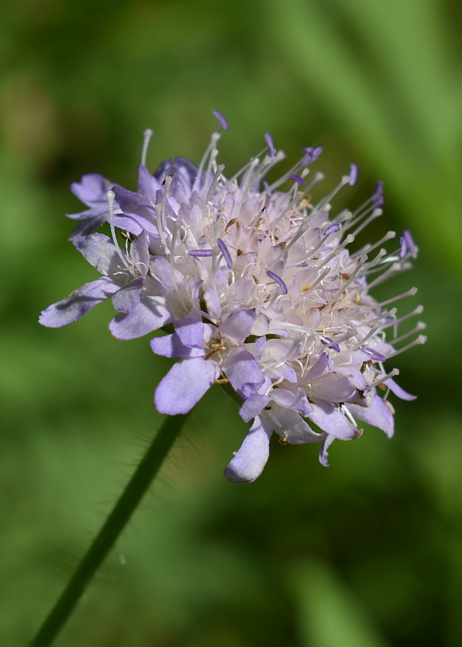 Image of Knautia arvensis specimen.