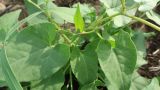 Fallopia convolvulus