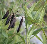 Lathyrus palustris. Верхушка плодоносящего побега. Ханты-Мансийский автономный округ — Югра, Октябрьский р-н, сельское поселение Курымкары, окр. пос. Горнореченск, правый берег р. Обь, разнотравный луг. 03.09.2022.