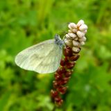 Bistorta vivipara. Верхушка соцветия с луковичками (внизу) и кормящейся бабочкой Беляночкой Leptidea sp. Коми, Печора, пойменный луг. 27.06.2010.