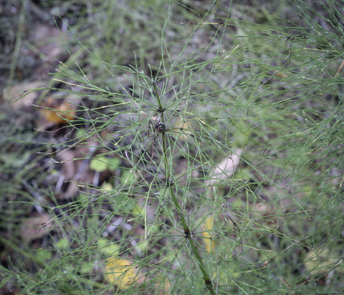 Image of Equisetum sylvaticum specimen.