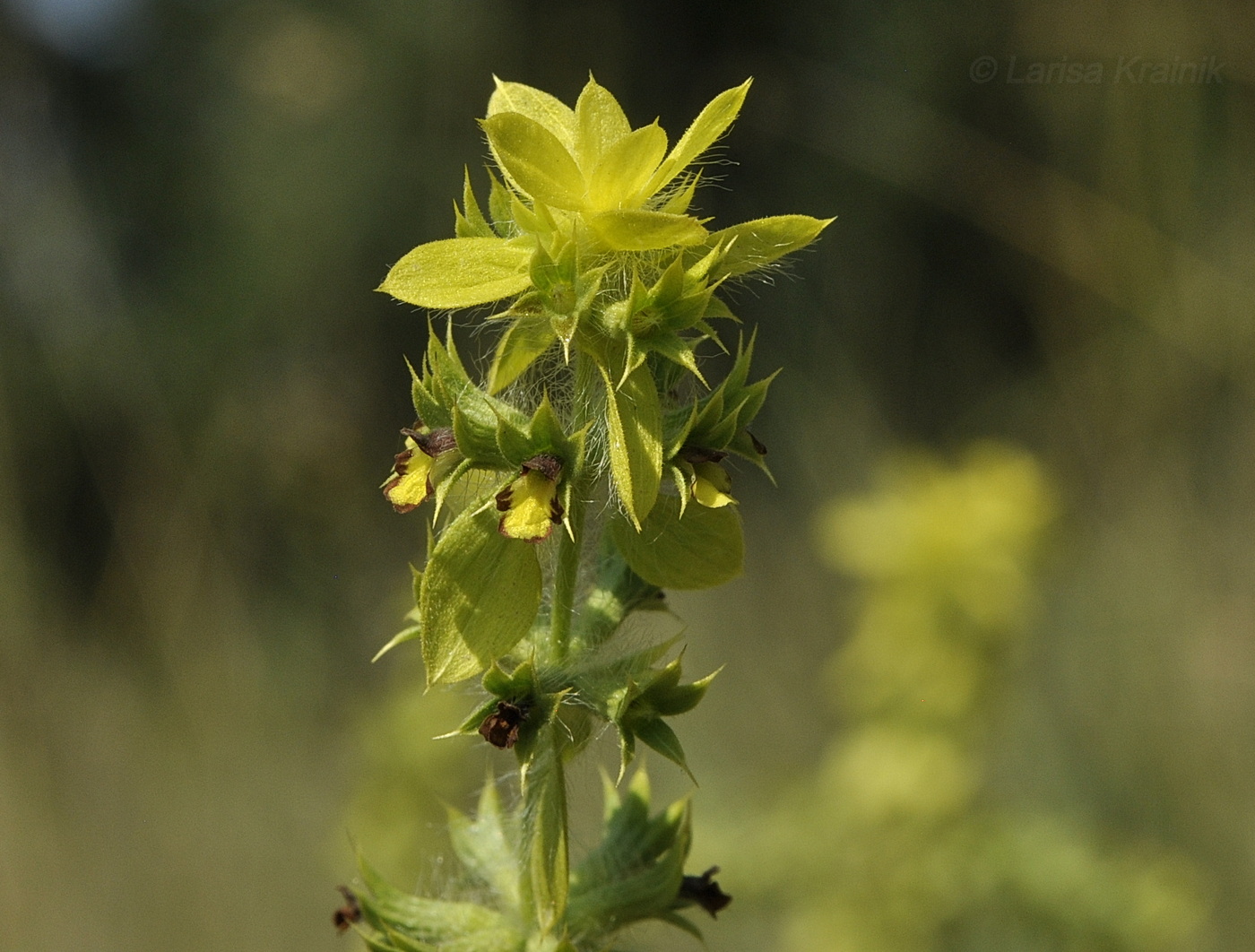 Image of Sideritis montana specimen.