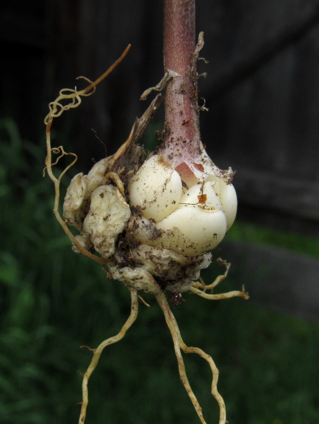 Image of Fritillaria sajanensis specimen.