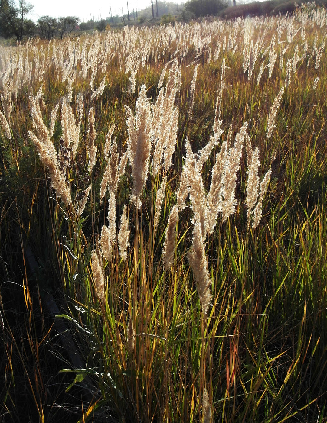 Изображение особи Calamagrostis epigeios.