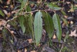 Salix triandra