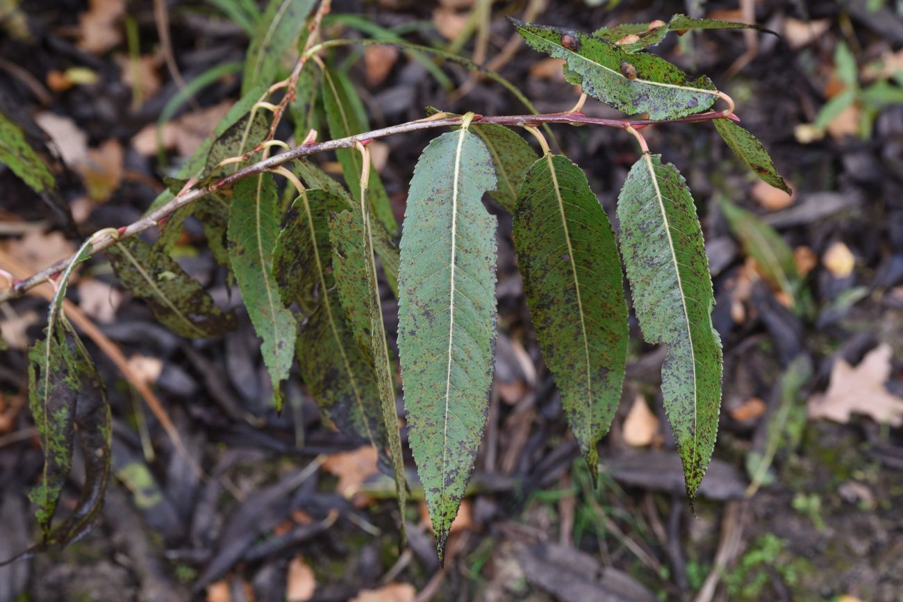 Image of Salix triandra specimen.