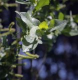 Salix aegyptiaca. Листья. Ярославская обл., г. Переславль-Залесский, дендрологический парк им. С. Ф. Харитонова, в культуре. 12.06.2022.