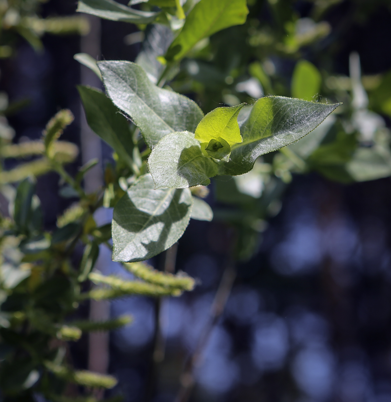 Изображение особи Salix aegyptiaca.