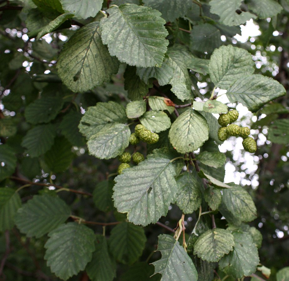 Изображение особи Alnus kolaensis.