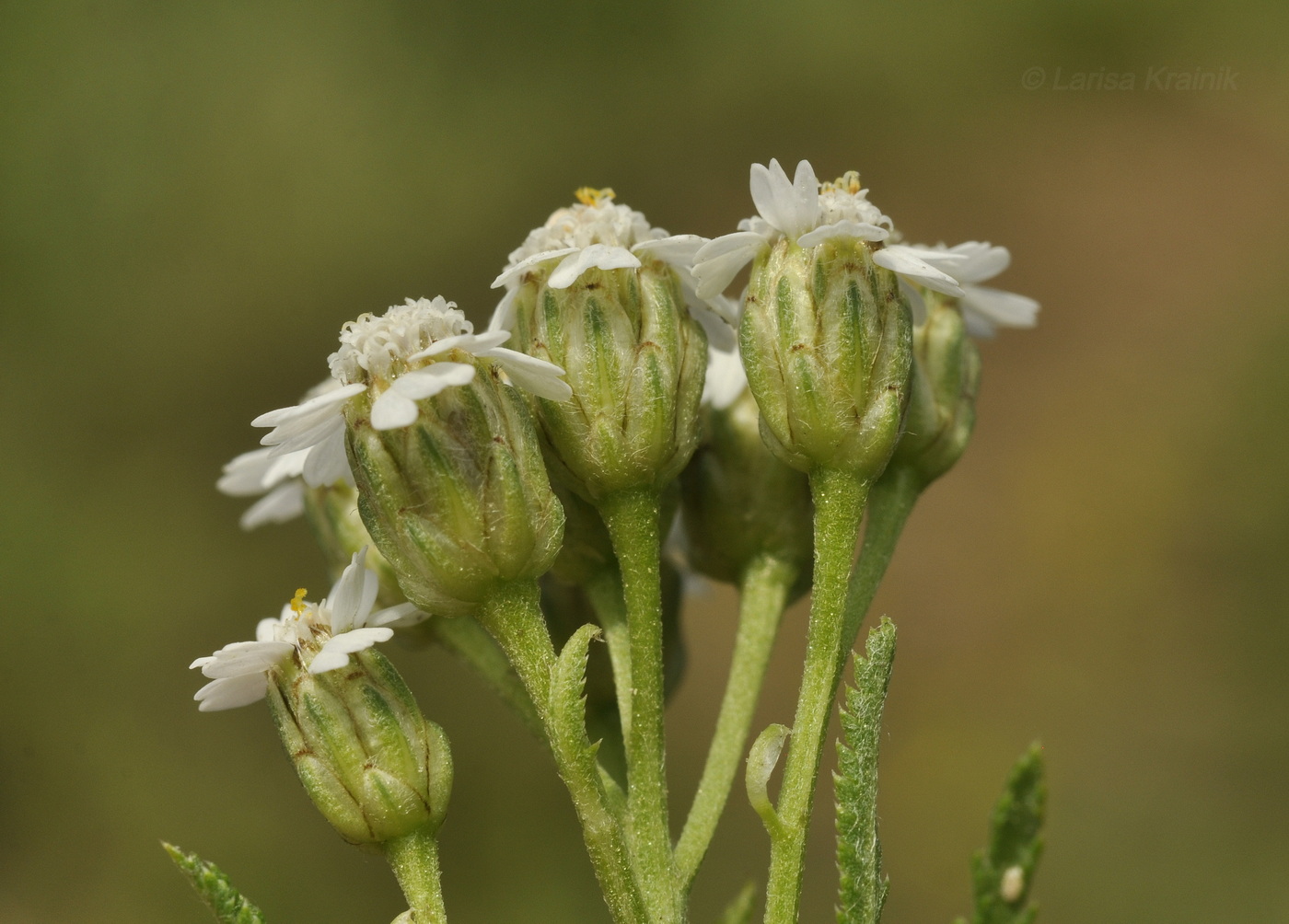 Image of Achillea ptarmicoides specimen.