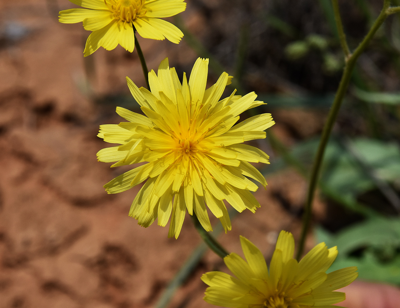 Image of Lagoseris obovata specimen.