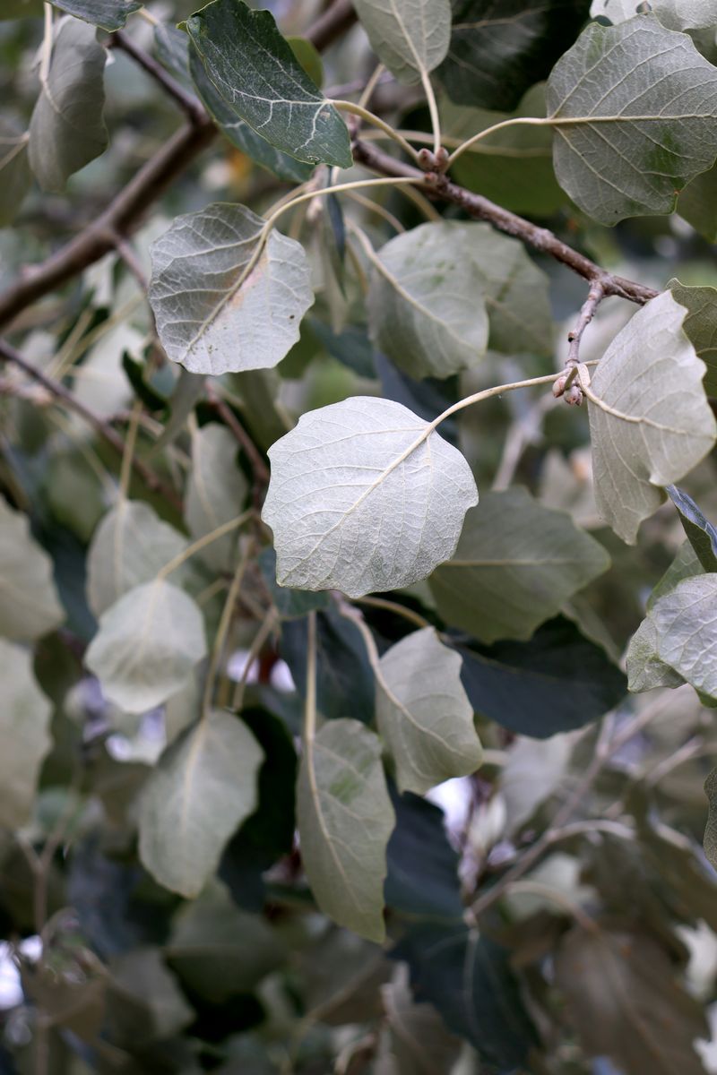 Изображение особи Populus &times; canescens.