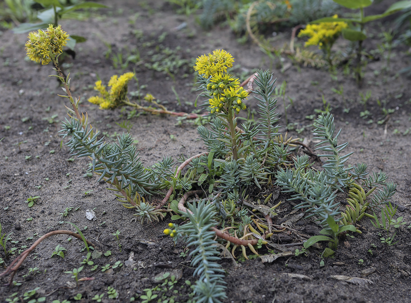 Изображение особи Sedum reflexum.