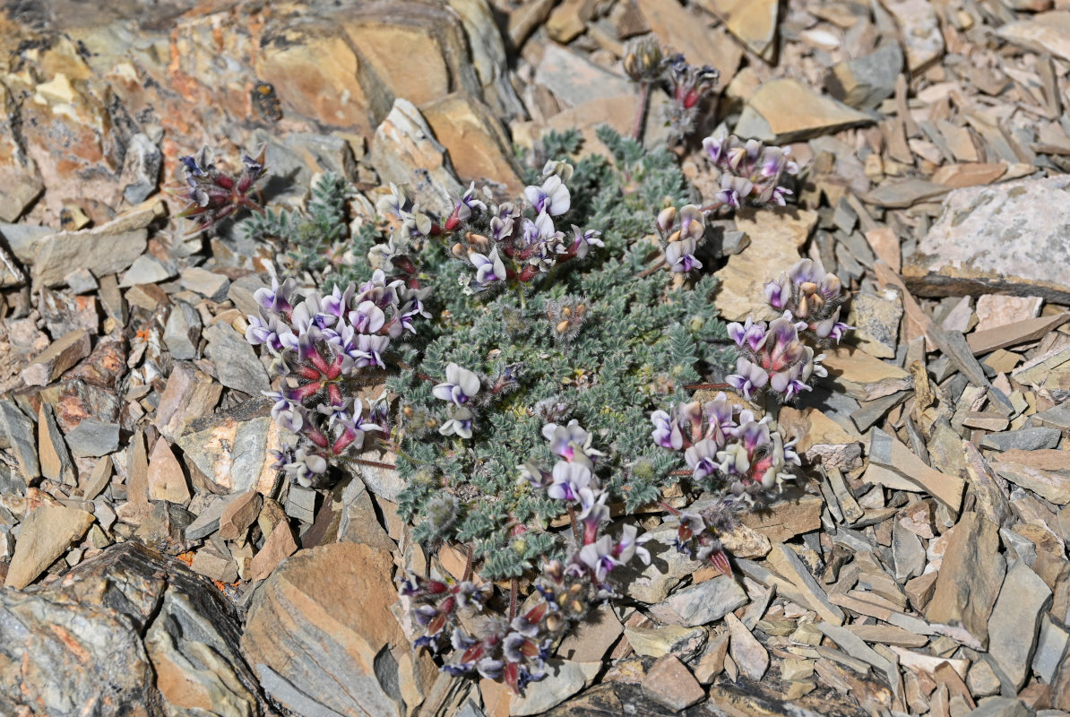 Image of Oxytropis alajica specimen.