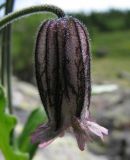 Gastrolychnis tristis. Цветок. Тува, хр. Обручева, р. Сынак. 12.07.2010.
