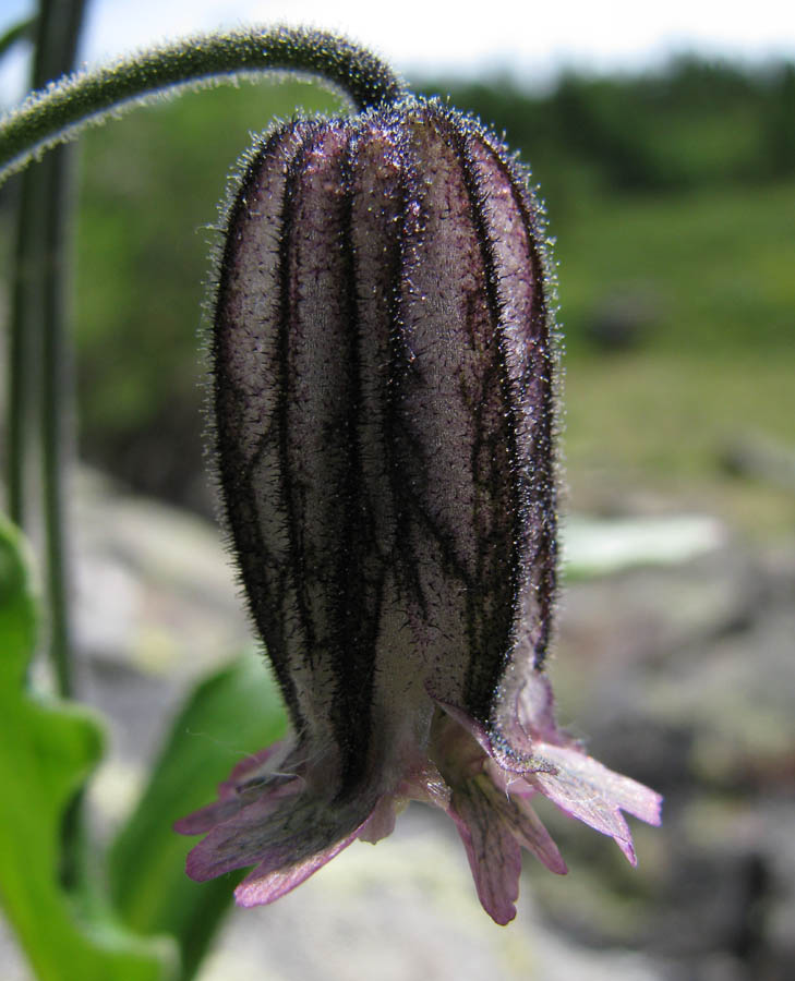 Image of Gastrolychnis tristis specimen.