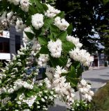 Deutzia scabra разновидность candidissima. Ветвь с цветками. Краснодарский край, м/о Анапа, пос. Витязево, центр, в озеленении. 04.06.2021.