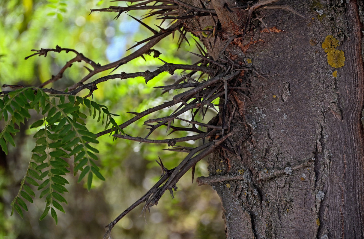 Image of Gleditsia triacanthos specimen.