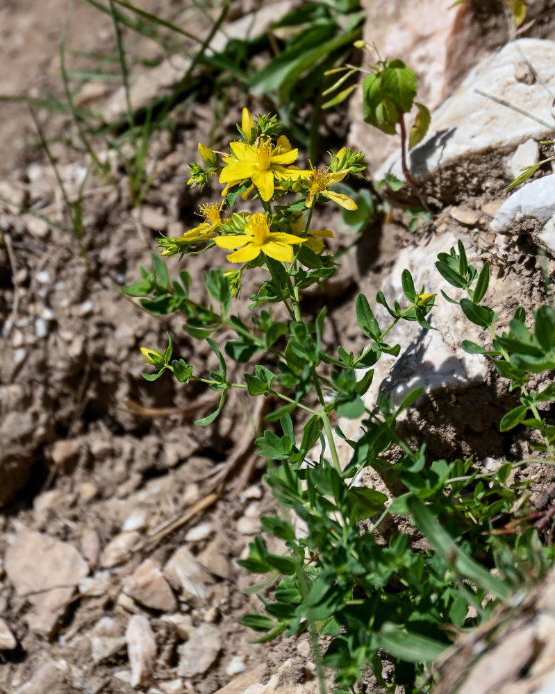 Изображение особи Hypericum perforatum.