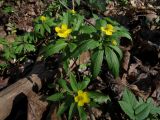 Anemone ranunculoides. Цветущие растения. Санкт-Петербург, Дудергофские высоты, широколиственный лес. 26.04.2023.