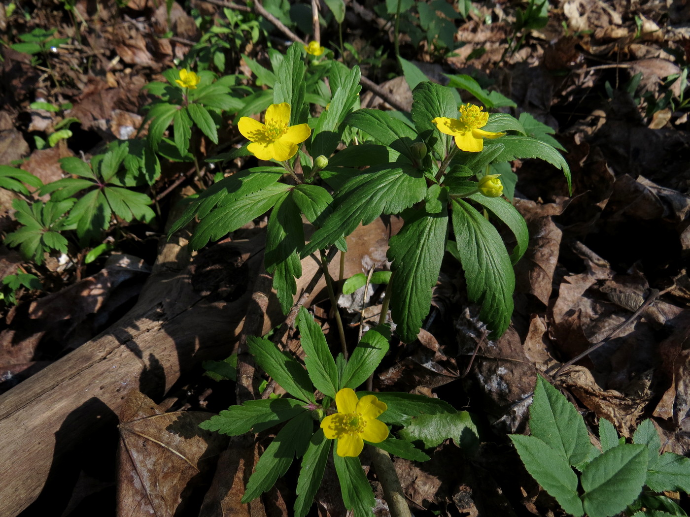 Image of Anemone ranunculoides specimen.