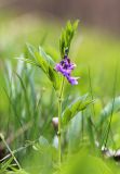 Lathyrus komarovii