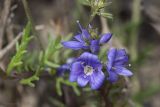 Veronica capsellicarpa