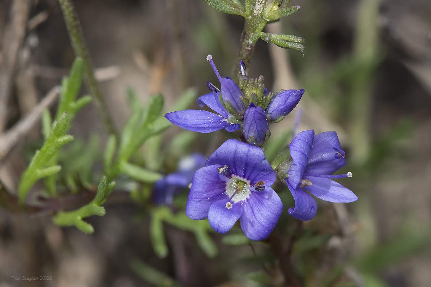 Image of Veronica capsellicarpa specimen.