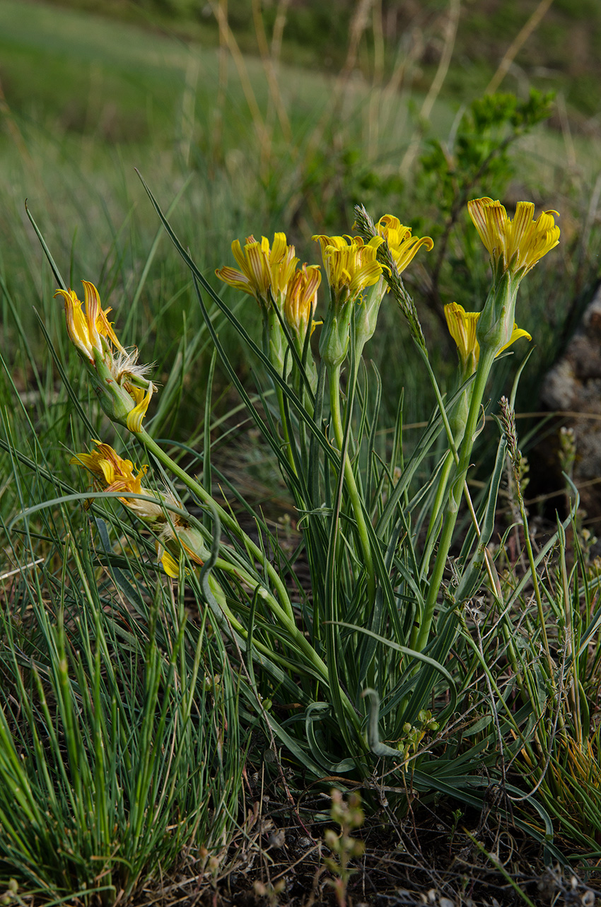 Image of genus Scorzonera specimen.