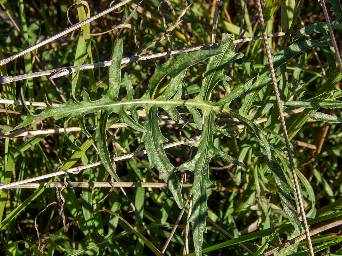 Image of Centaurea scabiosa specimen.