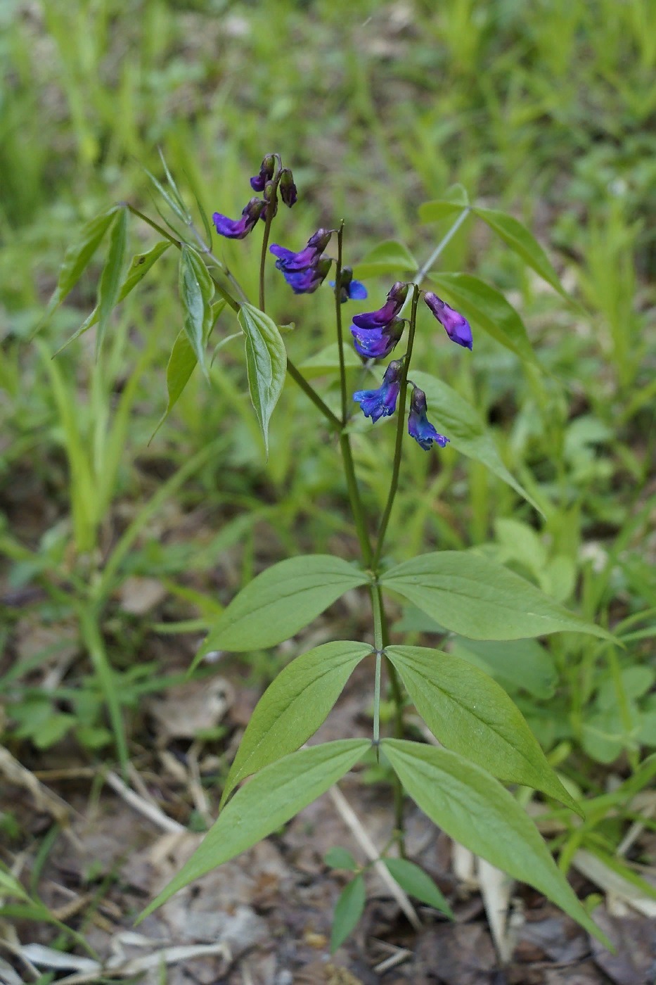 Image of Lathyrus vernus specimen.